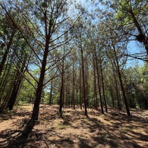 Photo #26 of Lots 6 & 7 Fox Run Drive, Pikeville, NC 2.0 acres