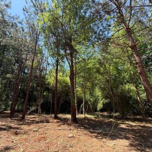 Photo #30 of Lots 6 & 7 Fox Run Drive, Pikeville, NC 2.0 acres