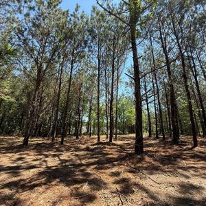 Photo #7 of Lots 6 & 7 Fox Run Drive, Pikeville, NC 2.0 acres