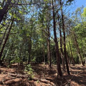 Photo #8 of Lots 6 & 7 Fox Run Drive, Pikeville, NC 2.0 acres