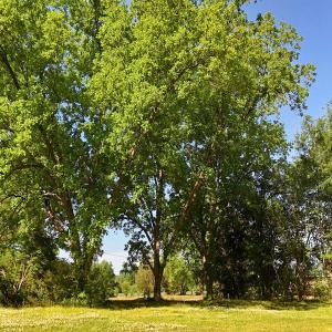 Photo #22 of Off of Old Chinquapin Rd., Beulaville, NC 1.0 acres