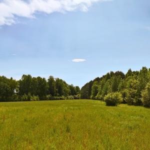 Photo #1 of Off of Old Chinquapin Rd., Beulaville, NC 11.3 acres