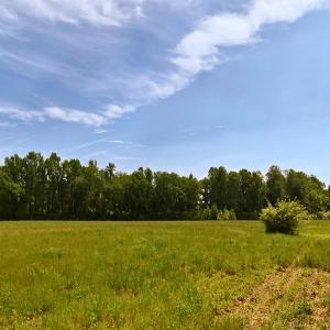 Photo #17 of Off of Old Chinquapin Rd., Beulaville, NC 11.3 acres