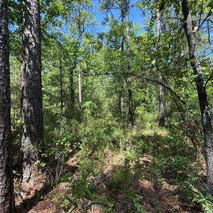 Photo #3 of Lot 27 Sunset Pt, Belhaven, NC 2.0 acres