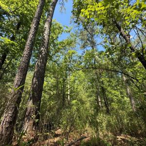 Photo #34 of Lot 27 Sunset Pt, Belhaven, NC 2.0 acres