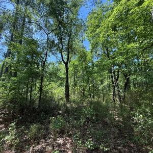 Photo #35 of Lot 27 Sunset Pt, Belhaven, NC 2.0 acres