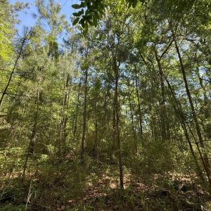 Photo #38 of Lot 27 Sunset Pt, Belhaven, NC 2.0 acres
