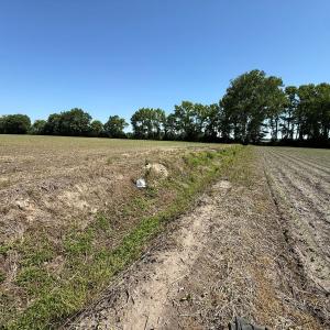 Photo #10 of Off of 1318, Mount Olive, NC 51.0 acres