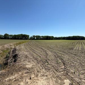 Photo #21 of Off of 1318, Mount Olive, NC 51.0 acres