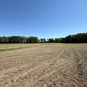 Photo #22 of Off of 1318, Mount Olive, NC 51.0 acres