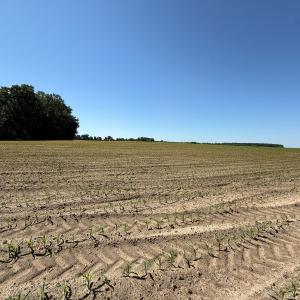 Photo #23 of Off of 1318, Mount Olive, NC 51.0 acres