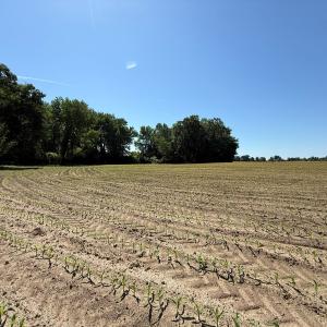 Photo #24 of Off of 1318, Mount Olive, NC 51.0 acres