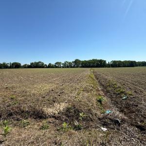 Photo #6 of Off of 1318, Mount Olive, NC 51.0 acres