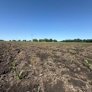 Photo #8 of Off of 1318, Mount Olive, NC 51.0 acres