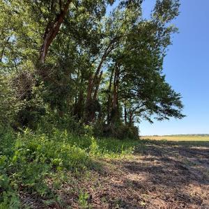 Photo #42 of Off of 1318, Mount Olive, NC 51.0 acres