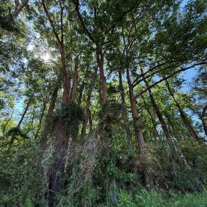 Photo #45 of Off of 1318, Mount Olive, NC 51.0 acres