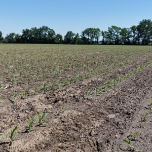 Photo #53 of Off of 1318, Mount Olive, NC 51.0 acres