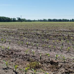 Photo #54 of Off of 1318, Mount Olive, NC 51.0 acres