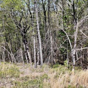 Photo #5 of Off Big Rock Ln, Lowgap, NC 7.0 acres