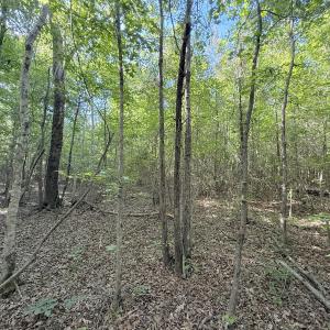 Photo #10 of Off T Tarpey Ln, Sanford, NC 12.6 acres