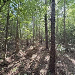 Photo #11 of Off T Tarpey Ln, Sanford, NC 12.6 acres