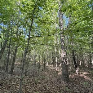 Photo #12 of Off T Tarpey Ln, Sanford, NC 12.6 acres