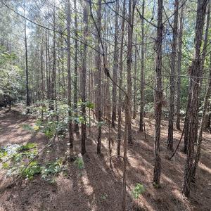 Photo #15 of Off T Tarpey Ln, Sanford, NC 12.6 acres