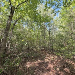 Photo #18 of Off T Tarpey Ln, Sanford, NC 12.6 acres