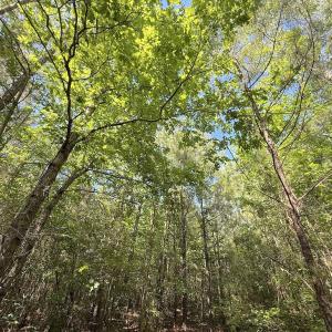 Photo #6 of Off T Tarpey Ln, Sanford, NC 12.6 acres