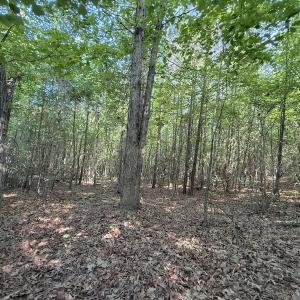 Photo #7 of Off T Tarpey Ln, Sanford, NC 12.6 acres
