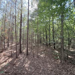 Photo #8 of Off T Tarpey Ln, Sanford, NC 12.6 acres
