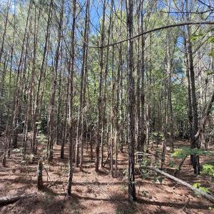 Photo #9 of Off T Tarpey Ln, Sanford, NC 12.6 acres