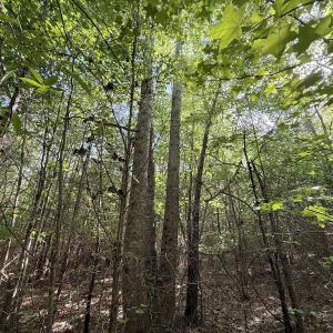 Photo #28 of Off T Tarpey Ln, Sanford, NC 12.6 acres
