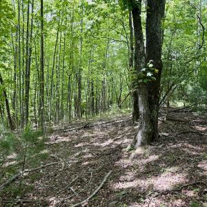 Photo #6 of Off of Ashe View Dr, Millers Creek, NC 4.7 acres