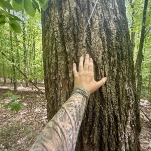 Photo #9 of Off of Ashe View Dr, Millers Creek, NC 4.7 acres