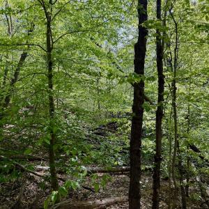 Photo #17 of Off of River Ridge Lane, Axton, VA 10.0 acres