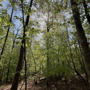 Photo #19 of Off of River Ridge Lane, Axton, VA 10.0 acres
