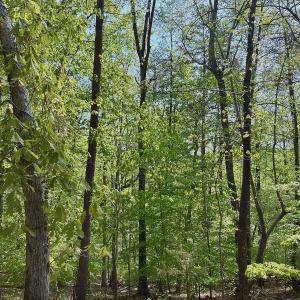 Photo #27 of Off of River Ridge Lane, Axton, VA 10.0 acres