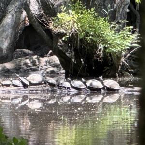 Photo #10 of Off of Kirkman Road, Stokes, NC 157.0 acres