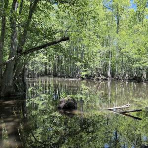 Photo #11 of Off of Kirkman Road, Stokes, NC 157.0 acres