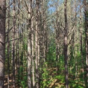 Photo #16 of Off of Kirkman Road, Stokes, NC 157.0 acres