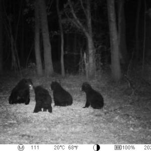 Photo #17 of Off of Kirkman Road, Stokes, NC 157.0 acres