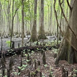 Photo #18 of Off of Kirkman Road, Stokes, NC 157.0 acres