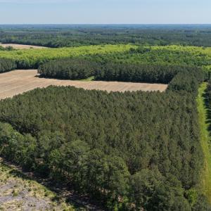 Photo #22 of Off of Kirkman Road, Stokes, NC 157.0 acres