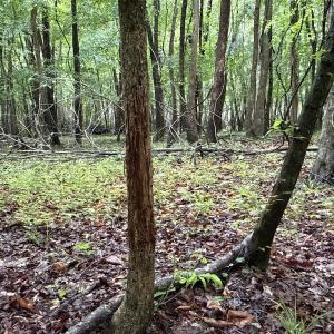 Photo #24 of Off of Kirkman Road, Stokes, NC 157.0 acres