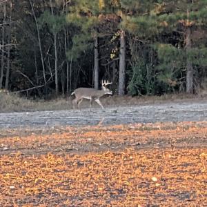Photo #25 of Off of Kirkman Road, Stokes, NC 157.0 acres