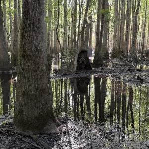 Photo #28 of Off of Kirkman Road, Stokes, NC 157.0 acres