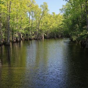 Photo #29 of Off of Kirkman Road, Stokes, NC 157.0 acres