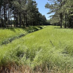Photo #3 of Off of Kirkman Road, Stokes, NC 157.0 acres