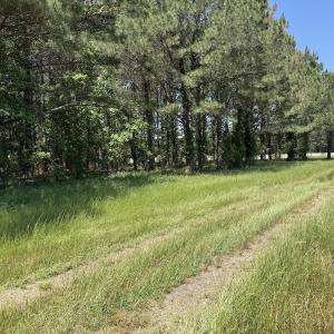 Photo #6 of Off of Kirkman Road, Stokes, NC 157.0 acres